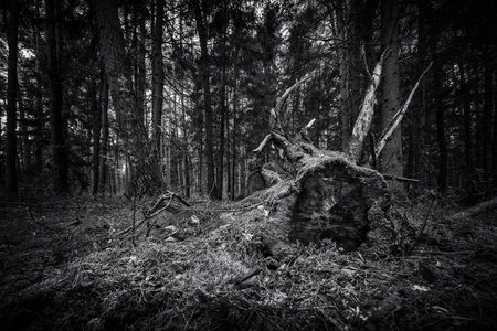 FOREST - Root and trunk of a tree in a coniferous forestの写真素材