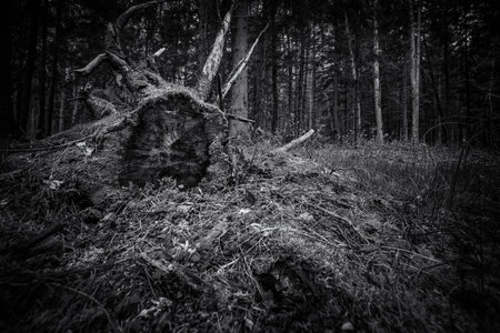 FOREST - Root and trunk of a tree in a coniferous forestの写真素材
