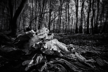 SEASONS IN THE PARK - Dried old polypore on a stumpの写真素材