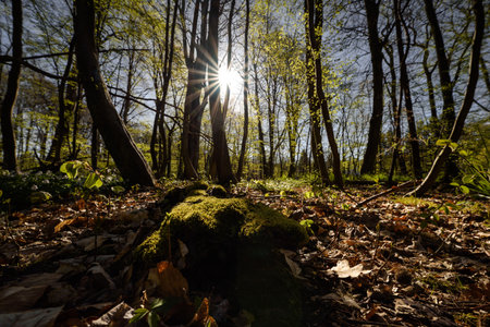 EARLY SPRING IN THE PARK - Trees, plants and a mossy old log in rays of the sun