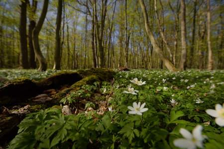 SEASONS IN THE PARK - Spring flowers in the sunlightの写真素材