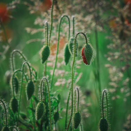 MEADOW IN THE SUMMER - Blooming red poppies in the windの写真素材