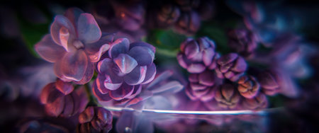 LILAC - Spring twig with bush flowersの写真素材