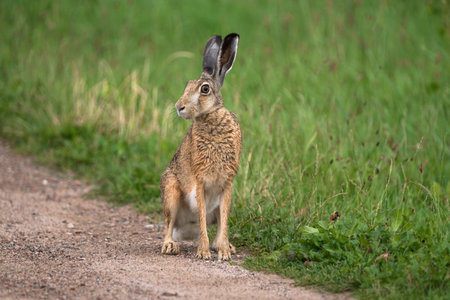 HARE - A cute mammal on a country road