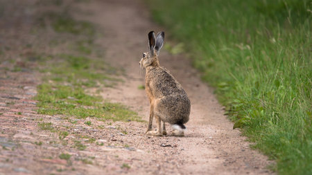 HARE - A cute mammal on a country roadの写真素材