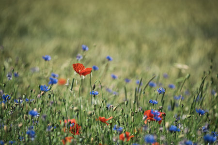 SUMMER LANDSCAPE - Blooming red poppy on a green fieldの写真素材