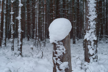 WINTER ATTACK - Snow in the birch forestの写真素材