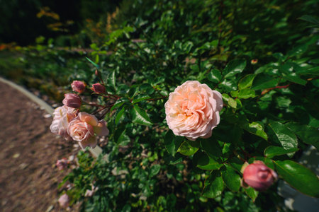 ROSES - Beautiful blooming flowers in an ornamental gardenの写真素材