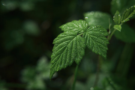 LEAVES - Wet dew morning in the forest