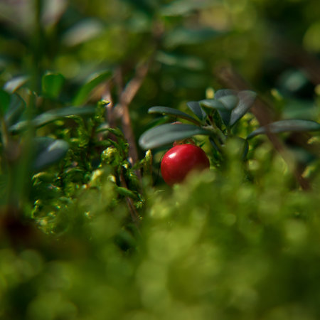 RED BERRIES - Fruits of the forest undergrowth in autumnの写真素材
