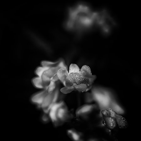 FIELD FLOWERS - Yellow flowering plants in the drops of morning dewの写真素材
