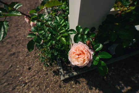 ROSES - Beautiful blooming flowers in an ornamental gardenの写真素材