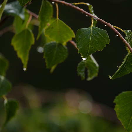 LEAVES - Wet dew morning in the birch forestの写真素材