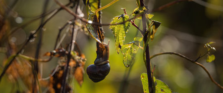 SNAIL - Small animal on meadow plantsの写真素材