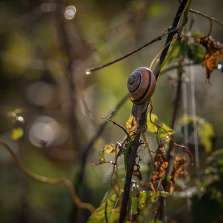 SNAIL - Small animal on meadow plantsの写真素材