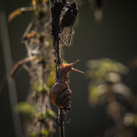 SNAIL - Small animal on meadow plantsの写真素材