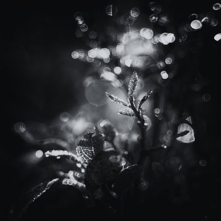 AUTUMN - Forest plants in the shimmering drops of morning dew