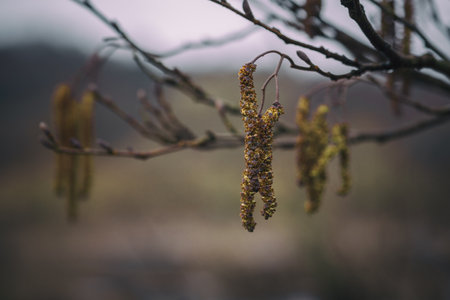BLOOMING HAZEL - The first sign of springの写真素材