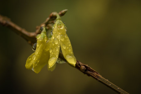 FORSYTHIA - Yellow flowers in the drops of morning rainの写真素材
