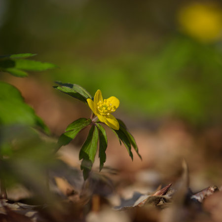 EARL SPRING - The first flowers in parkの写真素材