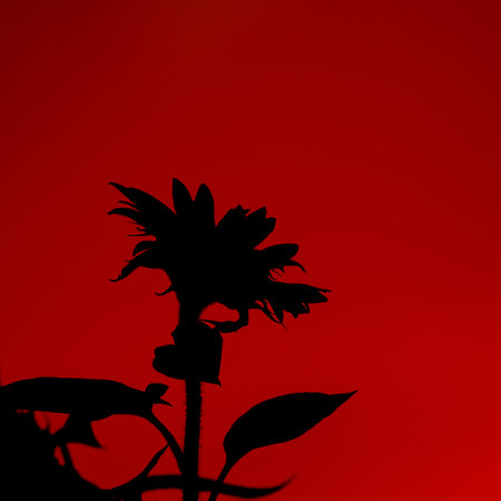 SUNFLOWER - Beautifully flowering plants in the fieldの写真素材