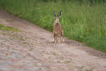 A cute mammal on a country road