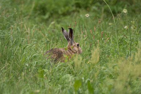 Cute mammal in the meadow
