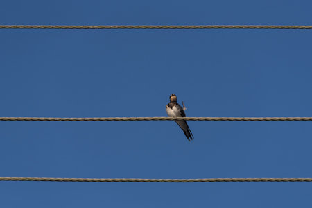 SWALLOWS - Birds sitting on overhead power line wiresの写真素材