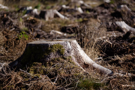 DEFORESTATION - Stumps of cut trees in the forestの写真素材