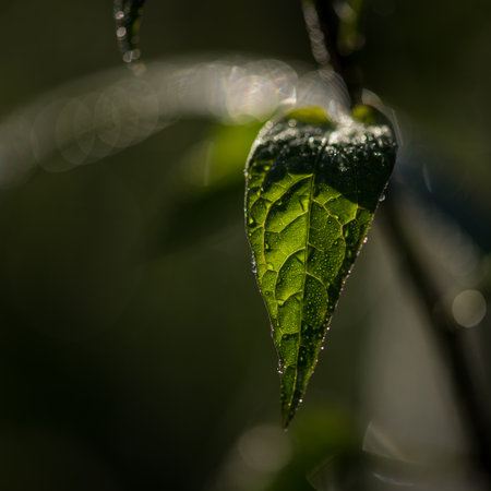 LEAF - Green plant in sunlight and dew drops