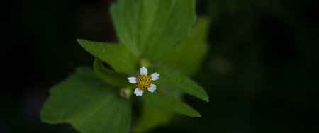 Flowering plants in a meadow in dew dropsの写真素材