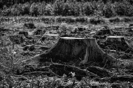 DEFORESTATION - Stumps of cut trees in the forest