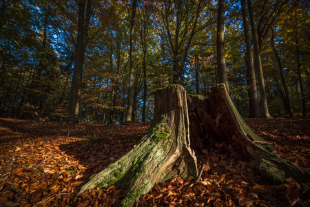 FOREST - Trunk of a cut deciduous treeの写真素材