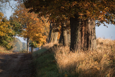 GOLDEN AUTUMN LANDSCAPE - Colorful maple leaves along an old country roadの写真素材