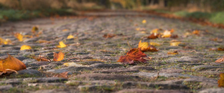 GOLDEN AUTUMN LANDSCAPE - Yellowed maple leaves on old cobblestone country roadの写真素材