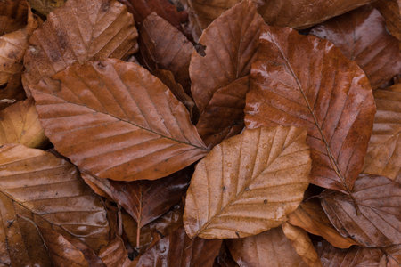 GOLDEN AUTUMN LANDSCAPE - Fallen dry leaves on the groundの写真素材