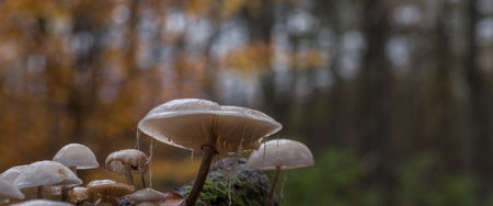 AUTUMN IN THE FOREST - Life on an old fallen tree stumpの写真素材