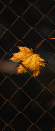 GOLDEN AUTUMN LANDSCAPE - Yellowed maple leaf on steel mesh fence