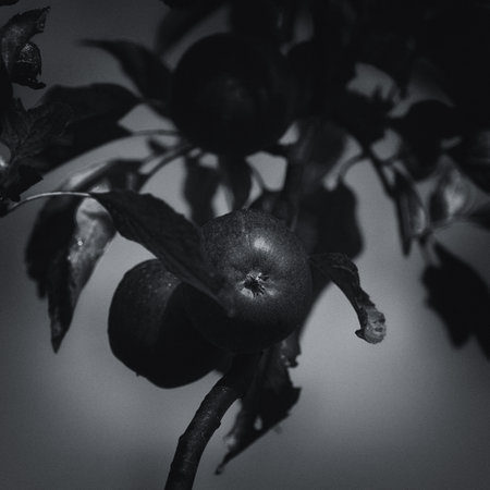 APPLES - Beautiful red fruit on the treeの写真素材