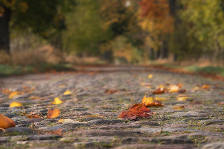 GOLDEN AUTUMN LANDSCAPE - Yellowed maple leaves on old cobblestone country roadの写真素材