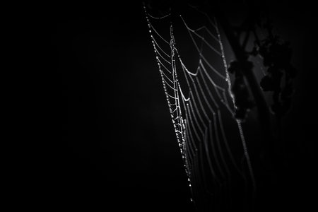 Drops of morning dew on a spiders web in the rays of sunの写真素材