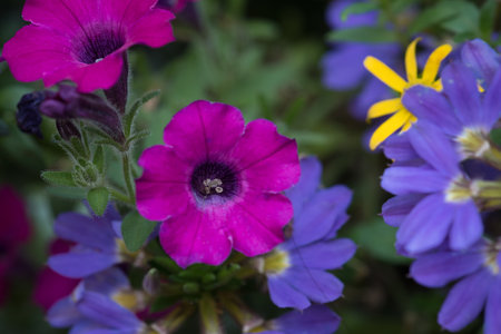 FLOWERS - Urban flower bed with colorful ornamental plants