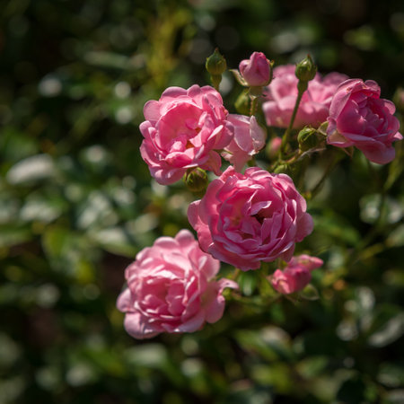 ROSES - Beautiful colorful flowers in the gardenの写真素材