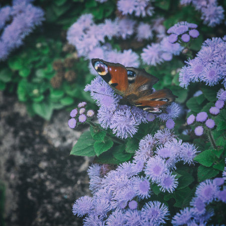 SUMMERTIME - Colorful butterfly on flowers in the gardenの写真素材
