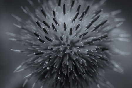 THISTLE - Beautiful flowering wild plant in its natural environmentの写真素材