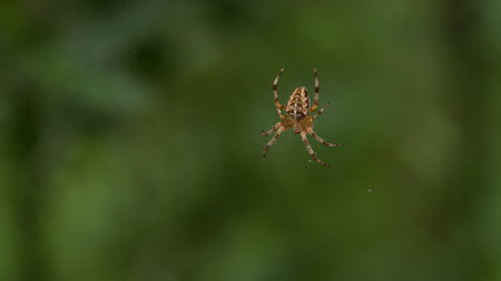 GARDEN SPIDER - A hunter on a cobweb waits for his prey
