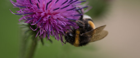 BUMBLEBEE - An insect on a wild plant in its natural environmentの写真素材