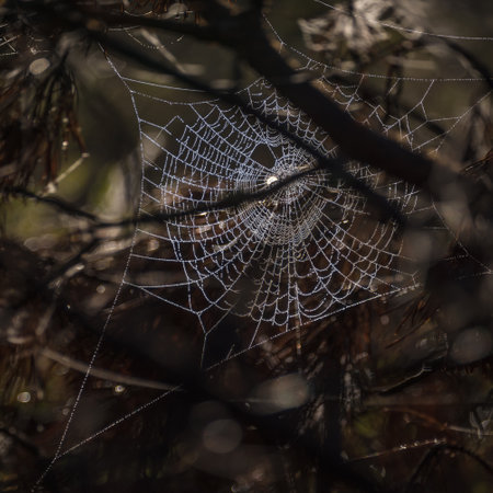COBWEB - Drops of morning dew on a spider webの写真素材