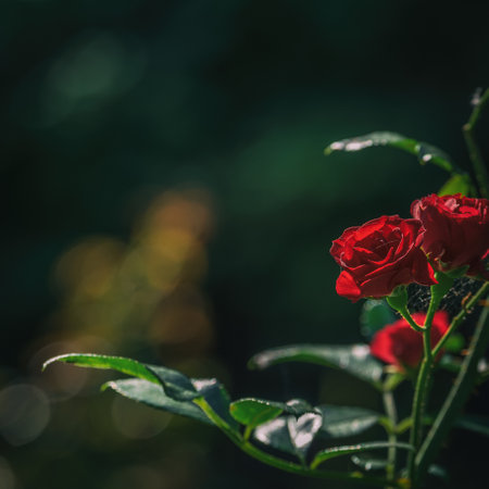 ROSES - Beautiful colorful flowers in the gardenの写真素材