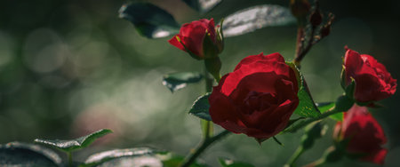 RED ROSES - Beautiful colorful flowers in the garden